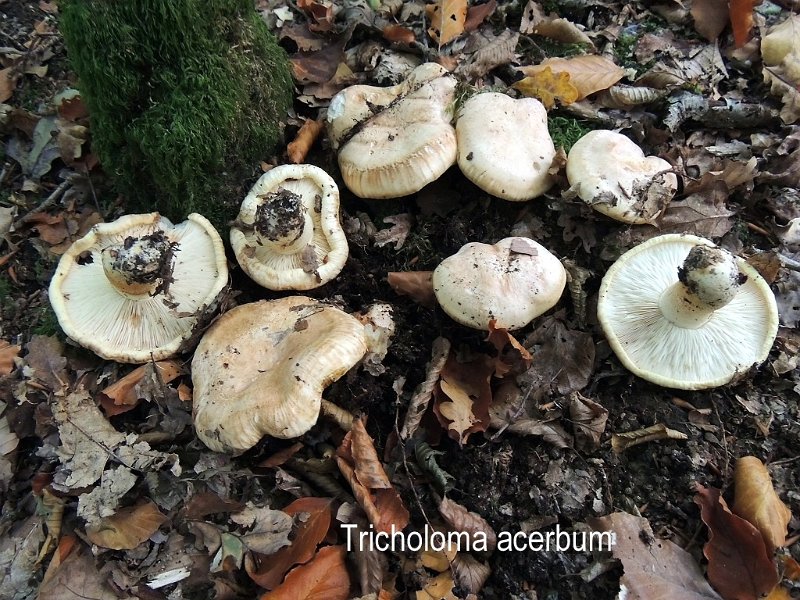 Tricholoma acerbum-amf1847-1.jpg - Tricholoma acerbum ; Syn: Gyrophila acerba ; Non français: Tricholome acerbe, Tricholome âpre